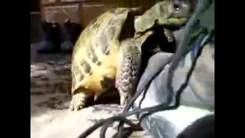 free черепашка трахает угар порно жесть ахахахаха кот пиздец смешно пипец ржу не могу полный пёс медведь драка hd