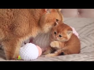 free папа кот как будто не может поверить что эта сладкая абрикоска его сын hd
