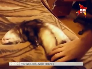 free хорек ричи не хочет просыпаться hd