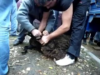 free тупые чурки только и умеют что издеваться над баранами во имя алаха hd