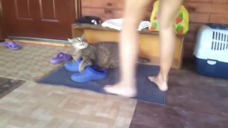 free реально самый страшный кот самый жирный и очень злой кот в мире hd