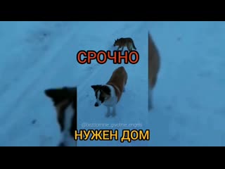 free джина энгельс непокупаиприюти возьминепокупай спасижизнь молодые срочнонужнапомощь срочноэнгельс секс hd