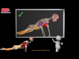 free how to do a proper push up watch the muscles in 3d learn to avoid a common mi hd